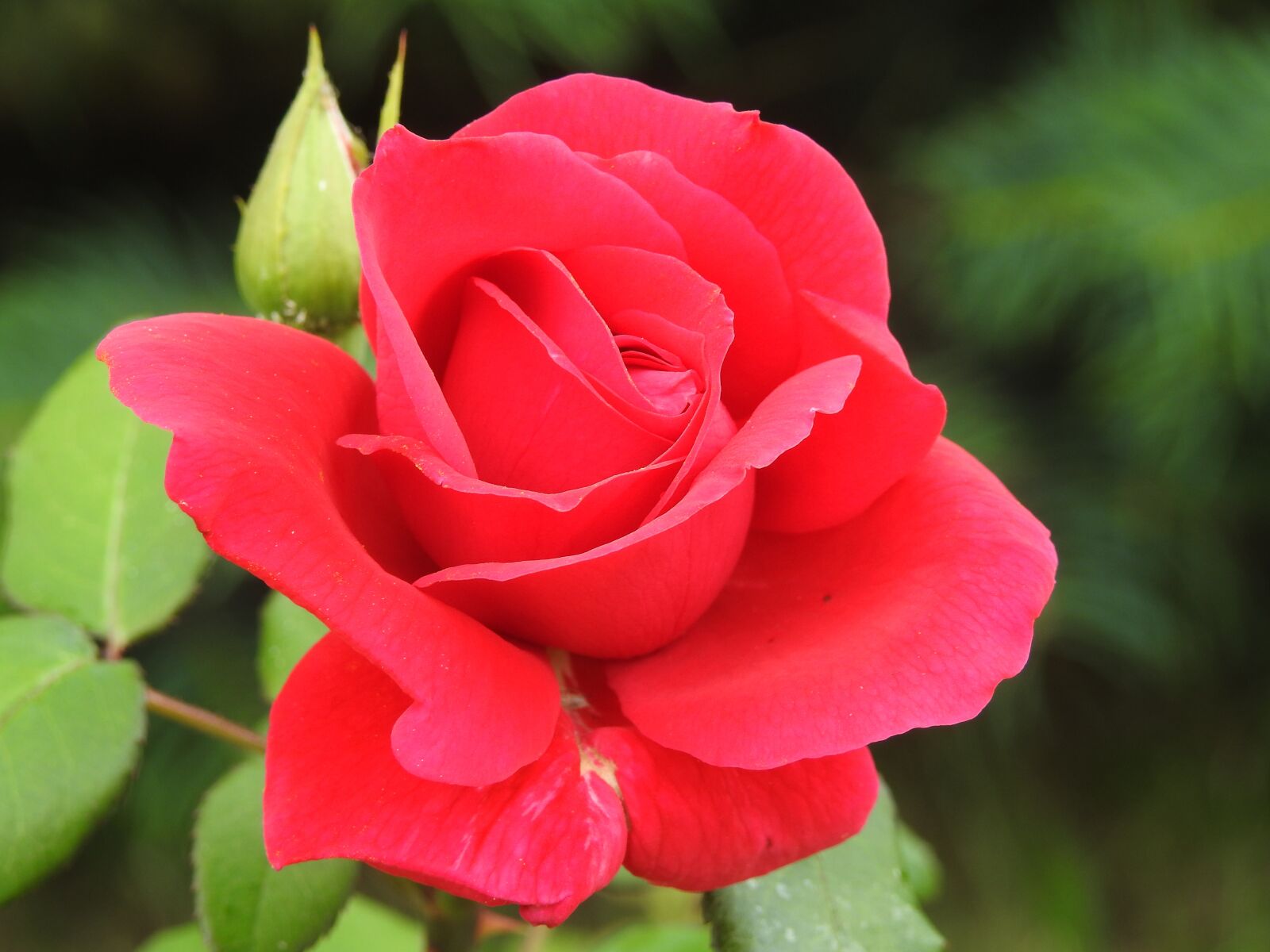 Nikon Coolpix P900 sample photo. Rose, red rose, rose photography