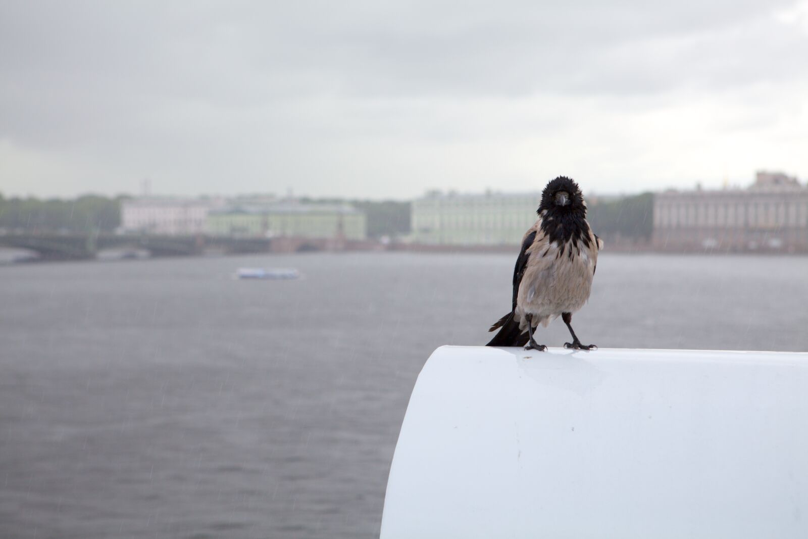 Canon EOS 5D Mark II sample photo. Crow, rain, st petersburg photography