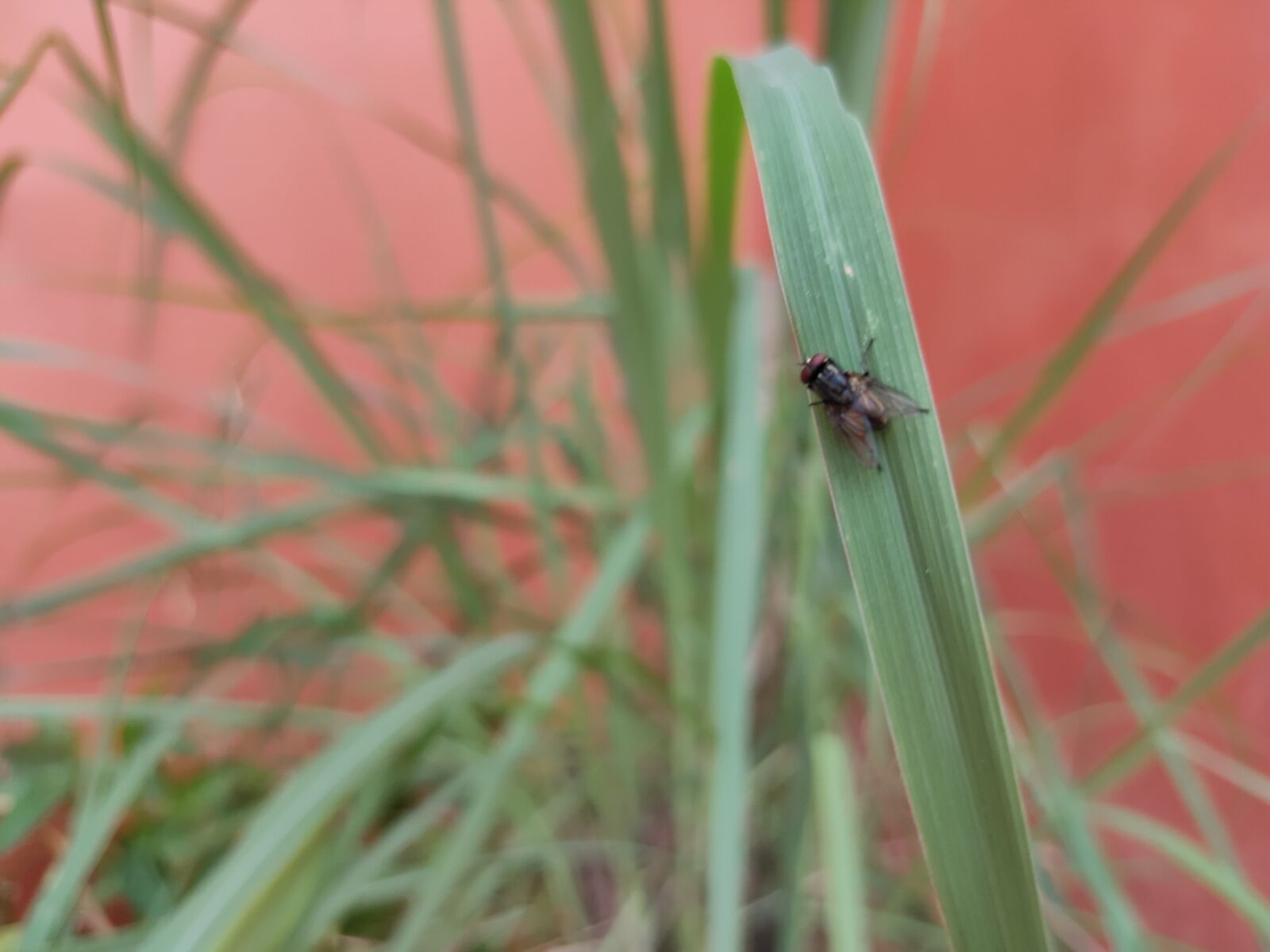 Realme 3 PRO sample photo. Lemon grass, fly, insect photography