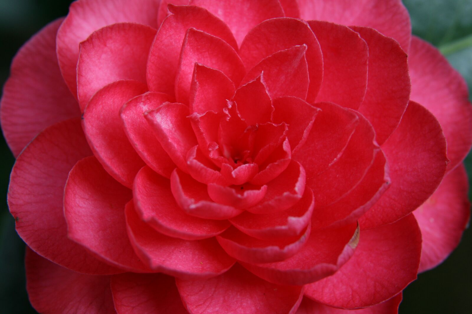 Canon EOS 400D (EOS Digital Rebel XTi / EOS Kiss Digital X) sample photo. Camellia, blossom, bloom photography