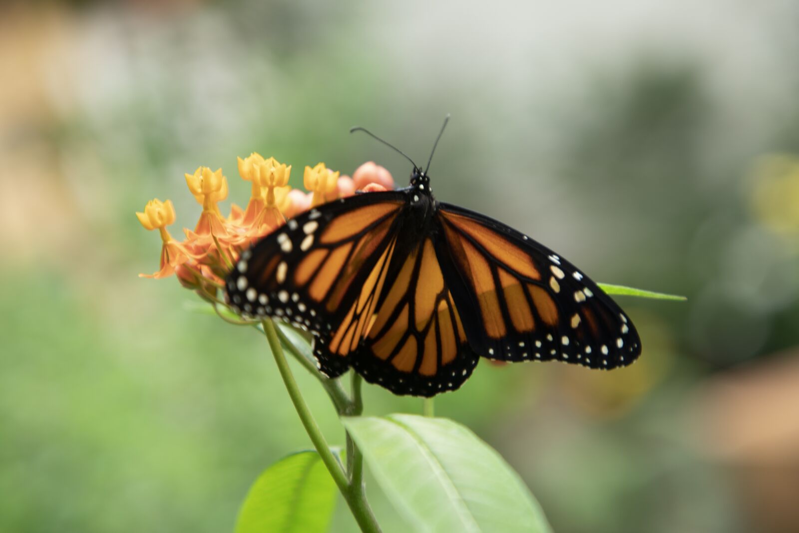 Canon EOS 5D Mark IV sample photo. Butterfly, monarch, insects photography