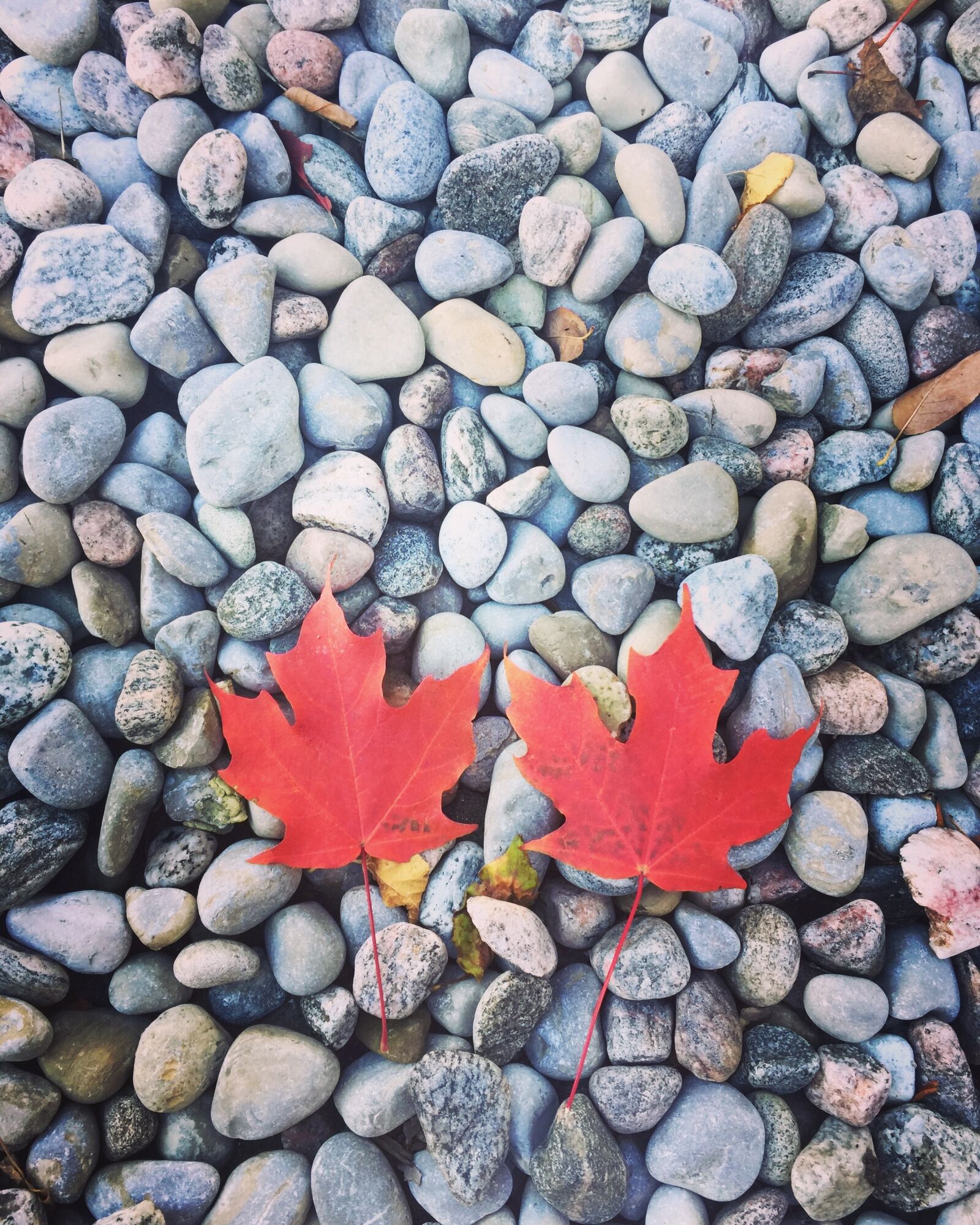 iPhone 6 Plus back camera 4.15mm f/2.2 sample photo. Late autumn, red leaves photography