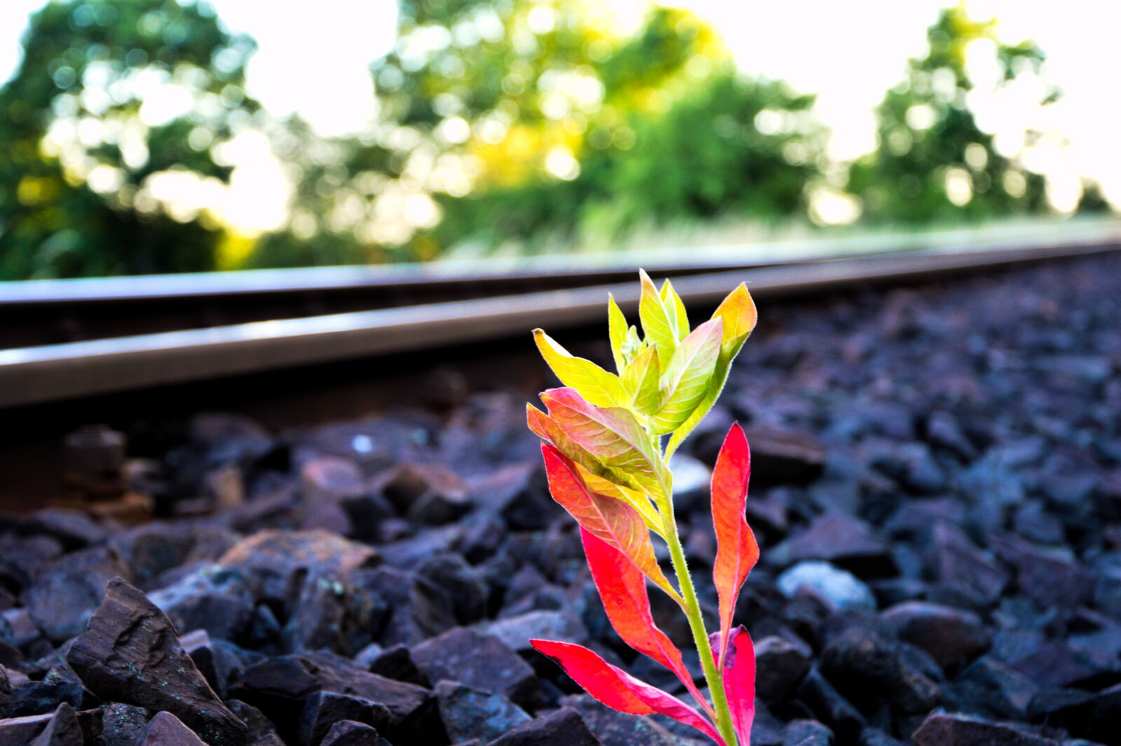 Nikon D3200 sample photo