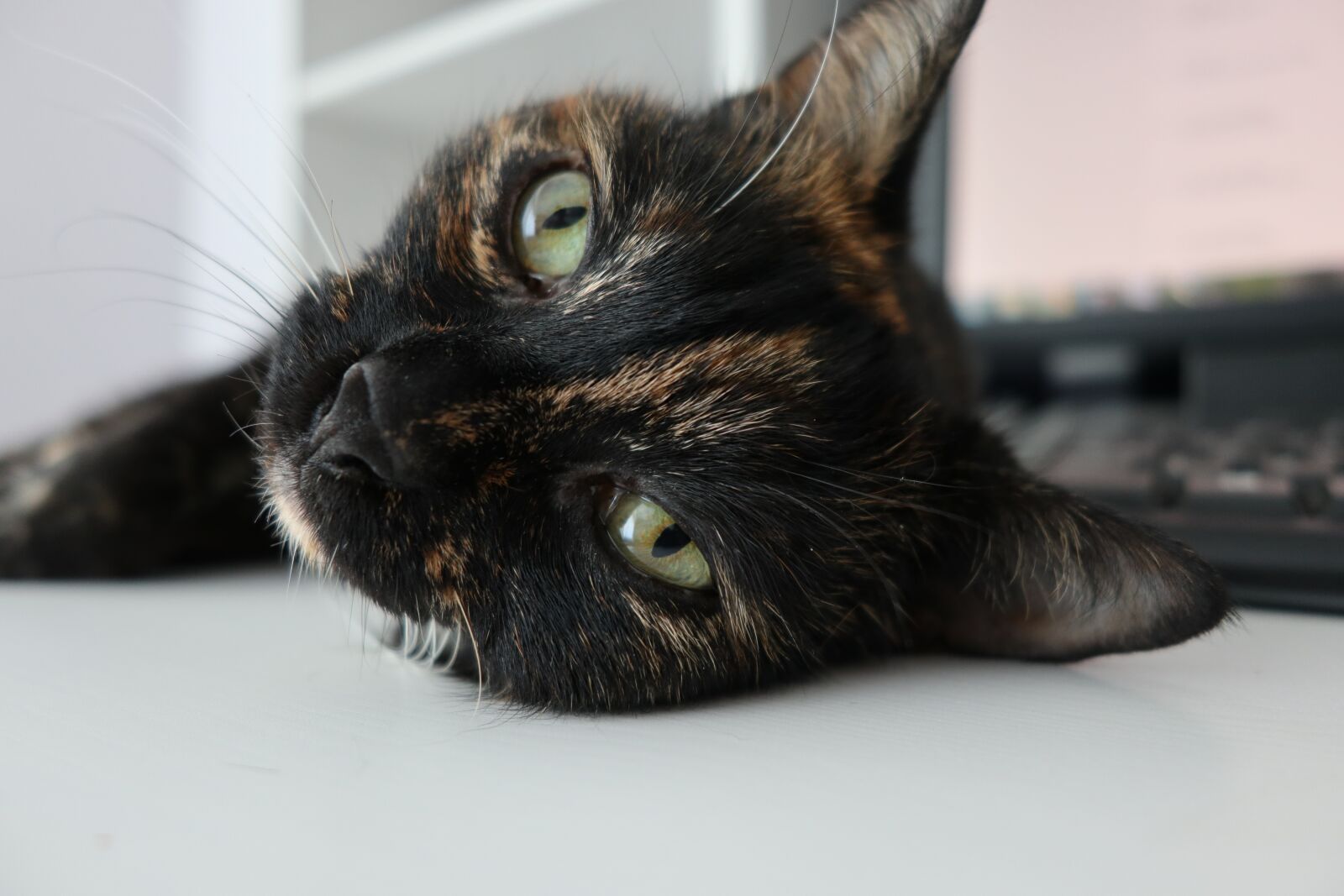 Canon PowerShot G1 X Mark III sample photo. Cat, animals, domesticated photography