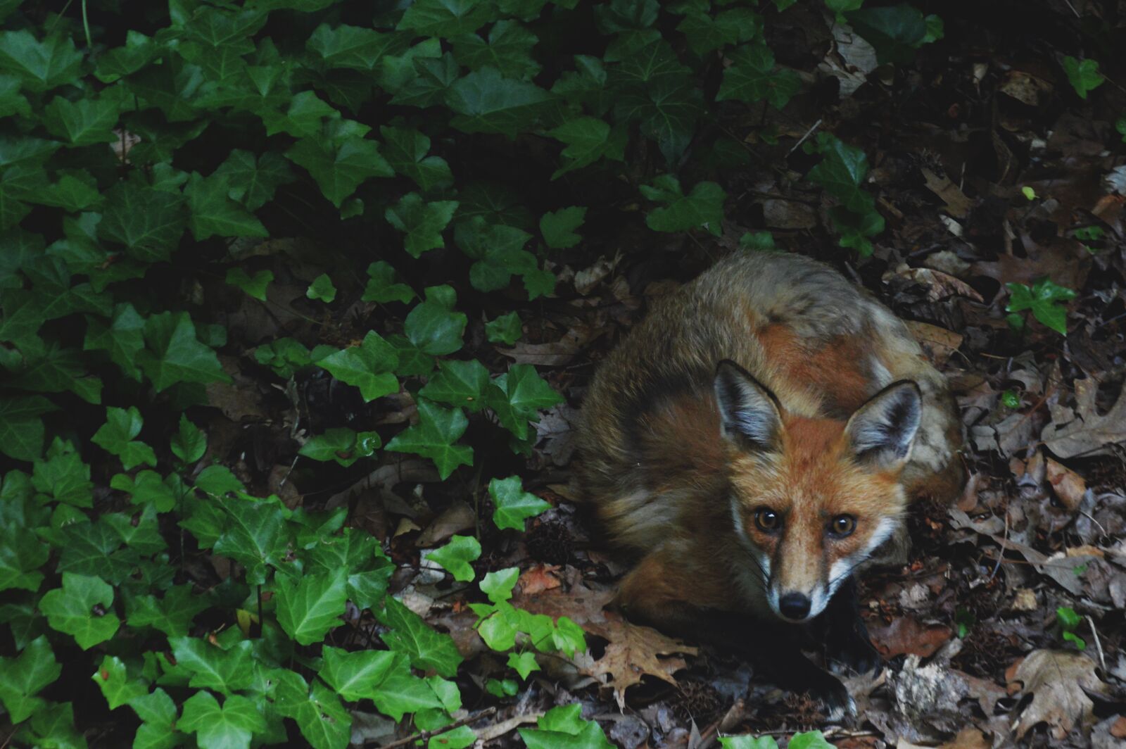 Nikon D3200 sample photo. Fox, nature, green photography
