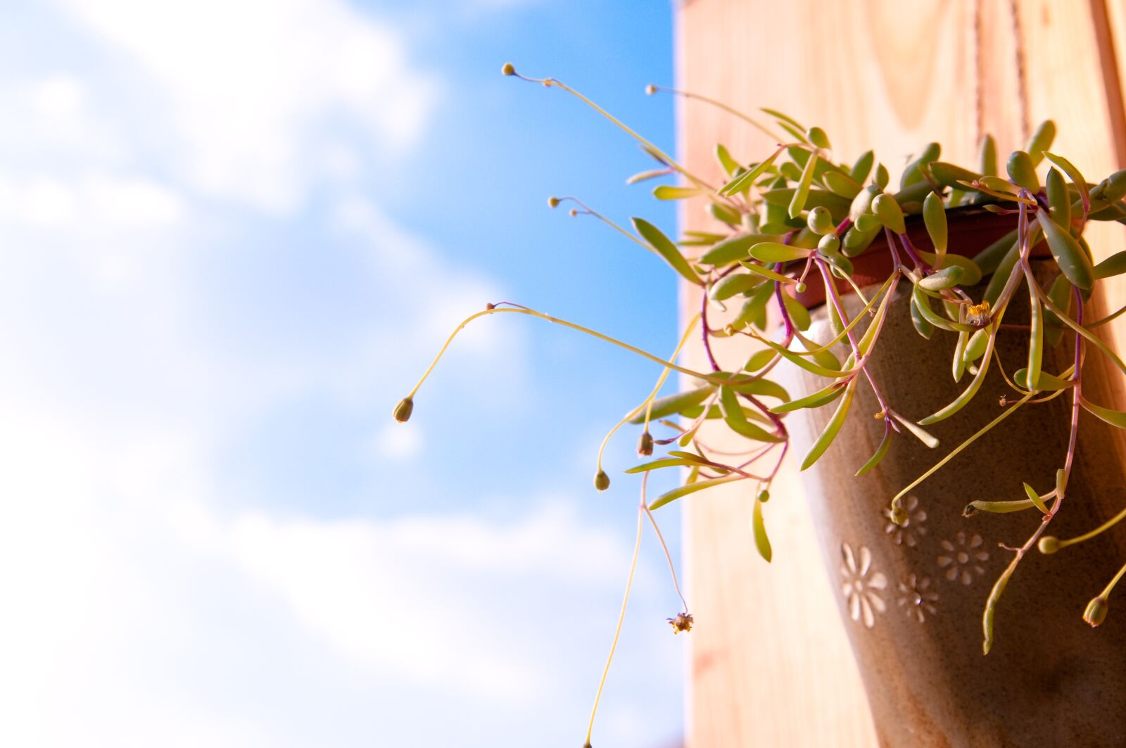 Nikon D300 sample photo. Potted plant, flowerpot, vase photography
