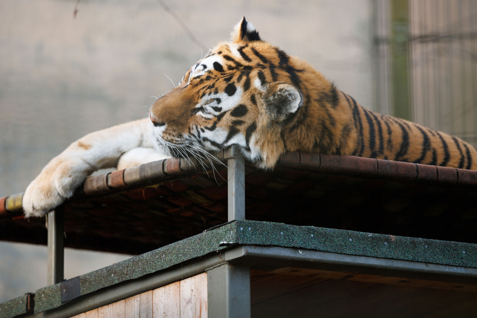 Canon EOS R5 sample photo. Relaxing tiger photography