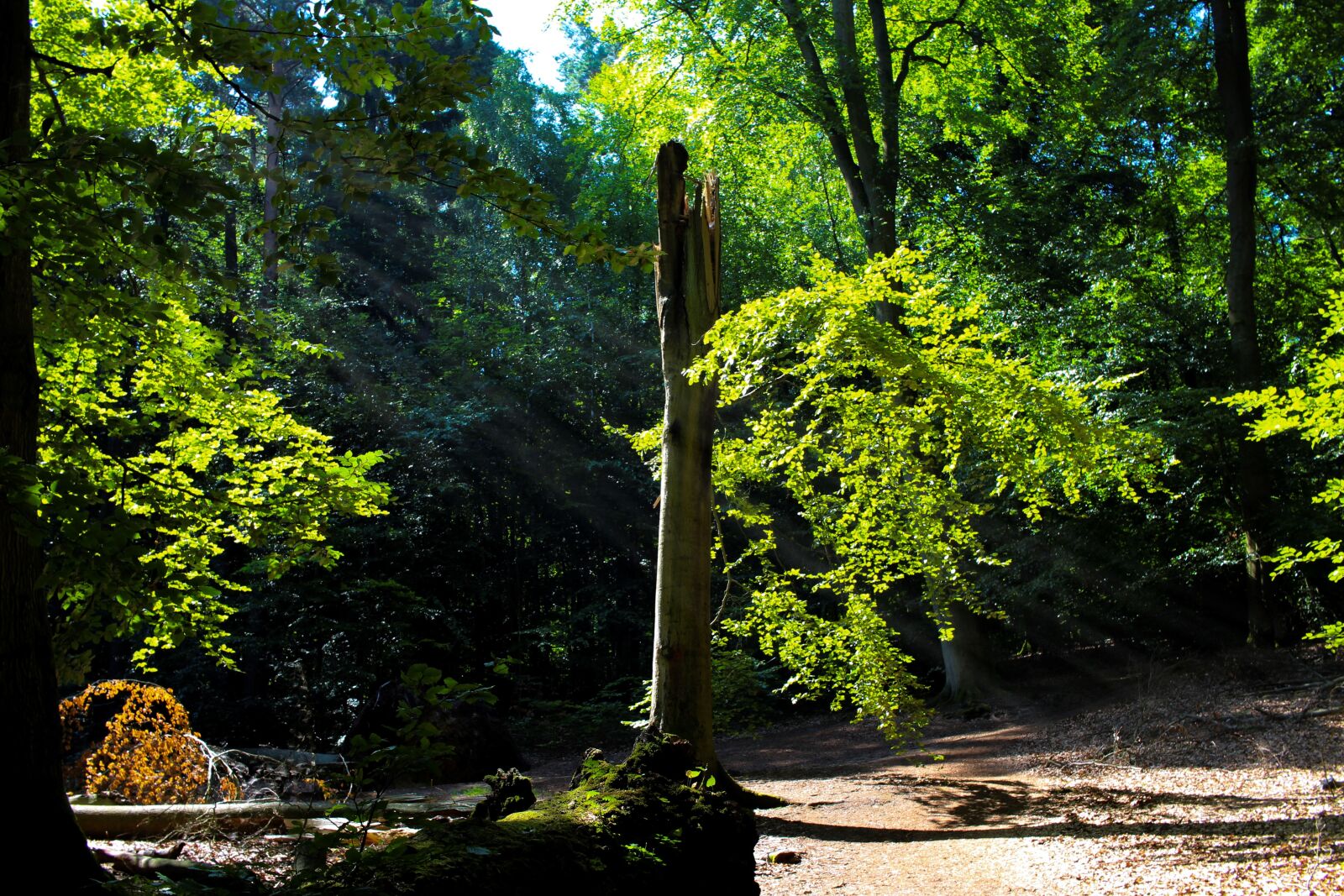 Canon EF-S 24mm F2.8 STM sample photo. Tree, nature, green photography