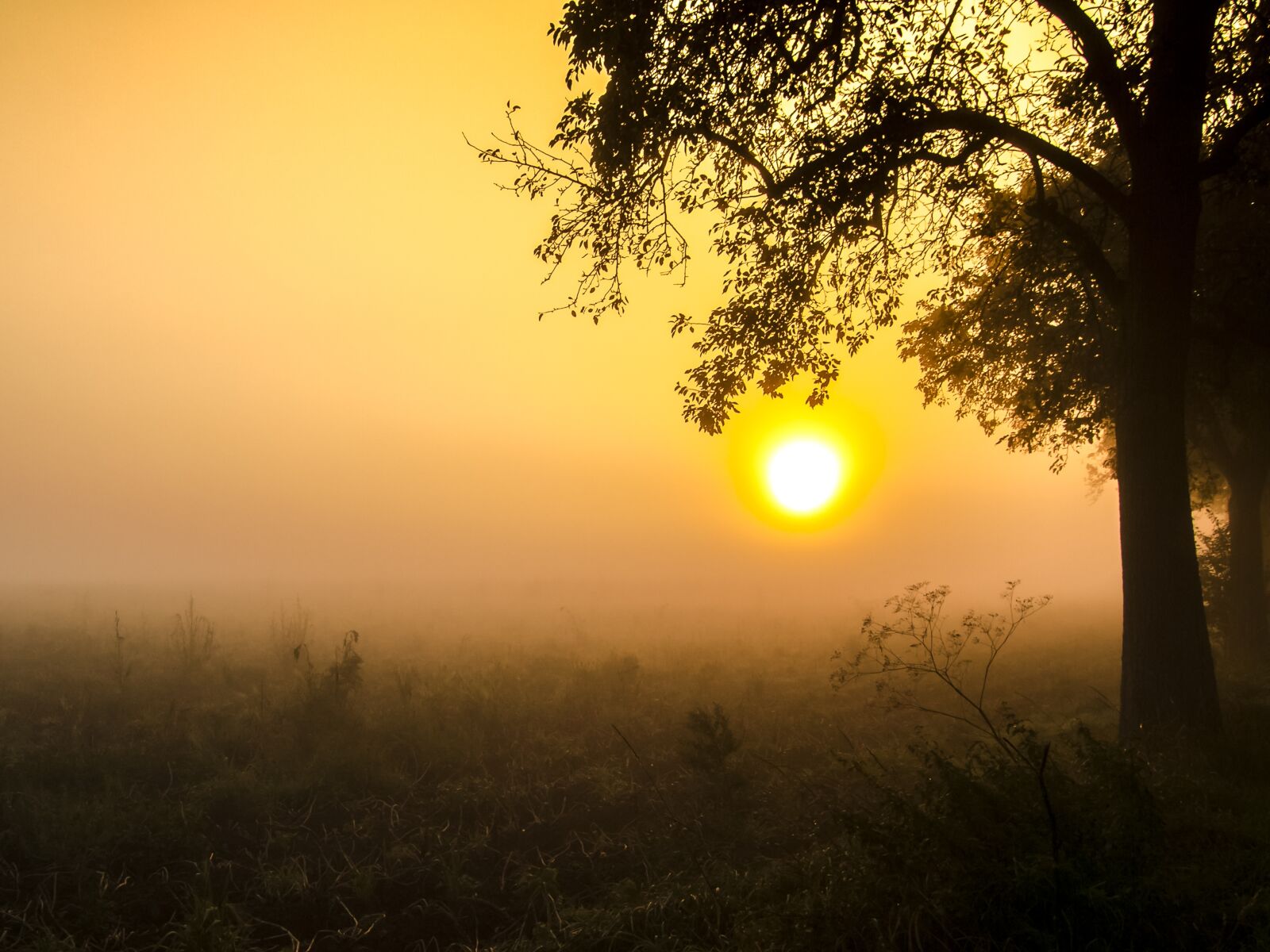 Olympus E-3 sample photo. Landscape, fog, sunrise photography
