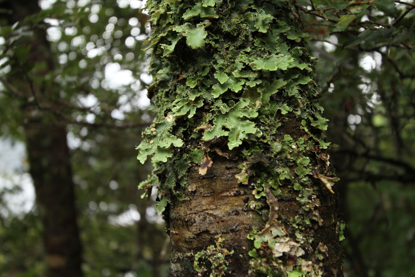 Canon EOS 7D sample photo. New zealand, tree wood photography