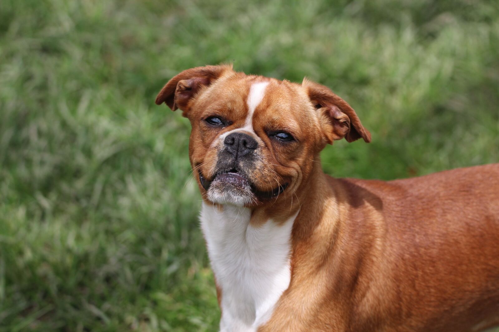 Canon EOS 1200D (EOS Rebel T5 / EOS Kiss X70 / EOS Hi) sample photo. Animal, canine, dog photography