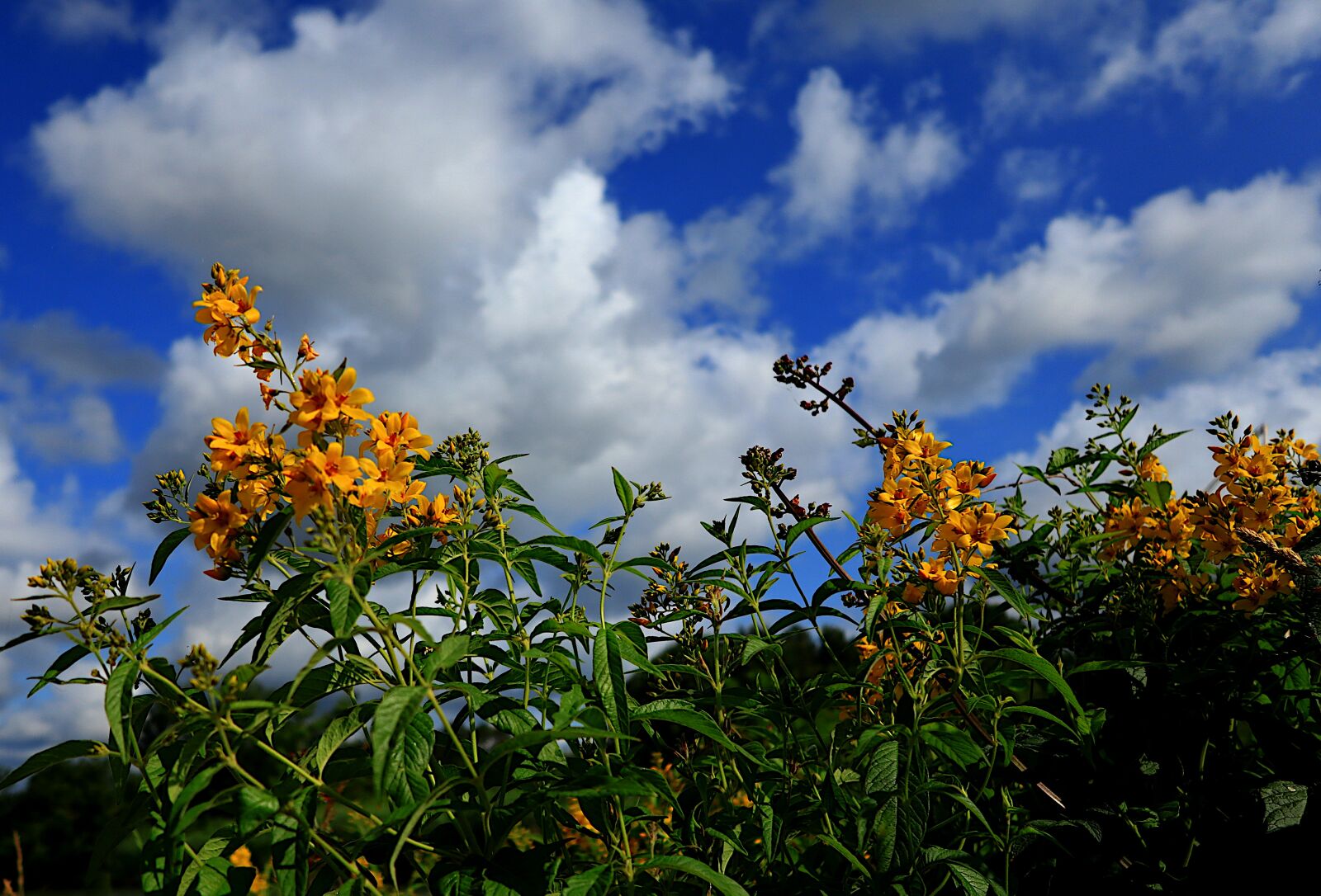 Canon PowerShot G1 X Mark III sample photo. Nature, flowers, yellow photography