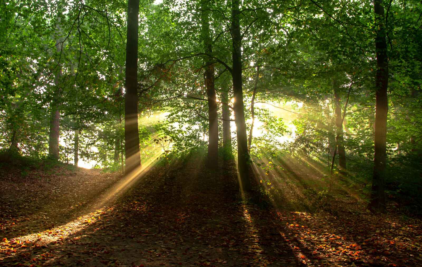 Nikon D7000 sample photo. Landscape, nature, sun, forest photography