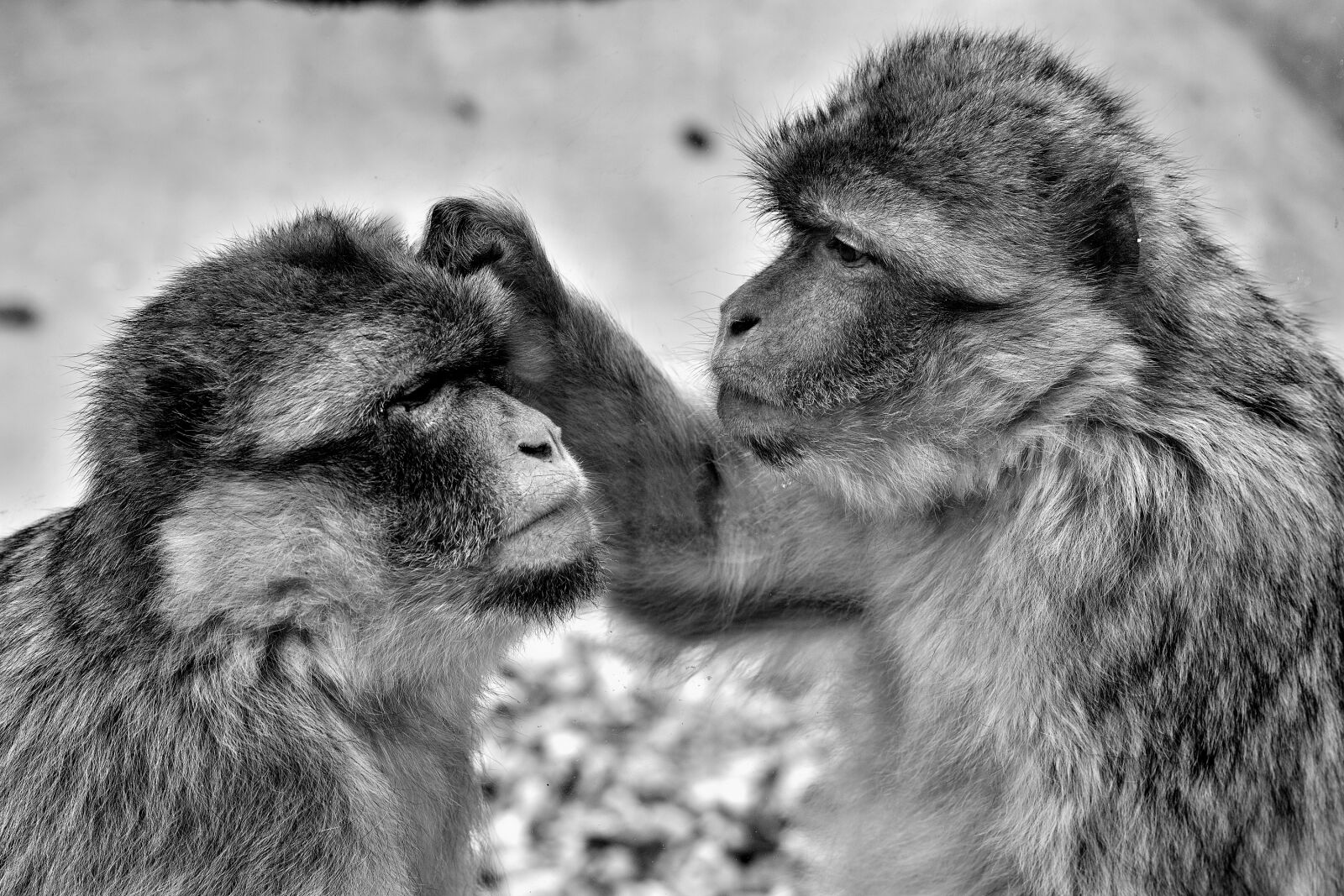 Nikon AF-S Nikkor 85mm F1.8G sample photo. Caring, monkeys photography