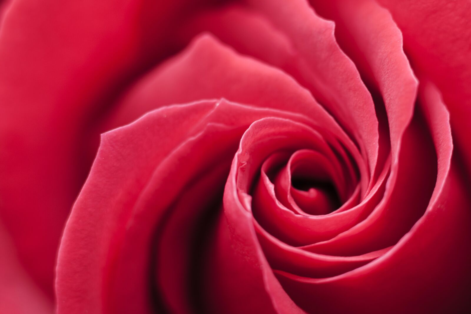 Canon EOS 40D sample photo. Rose, red, swirl photography
