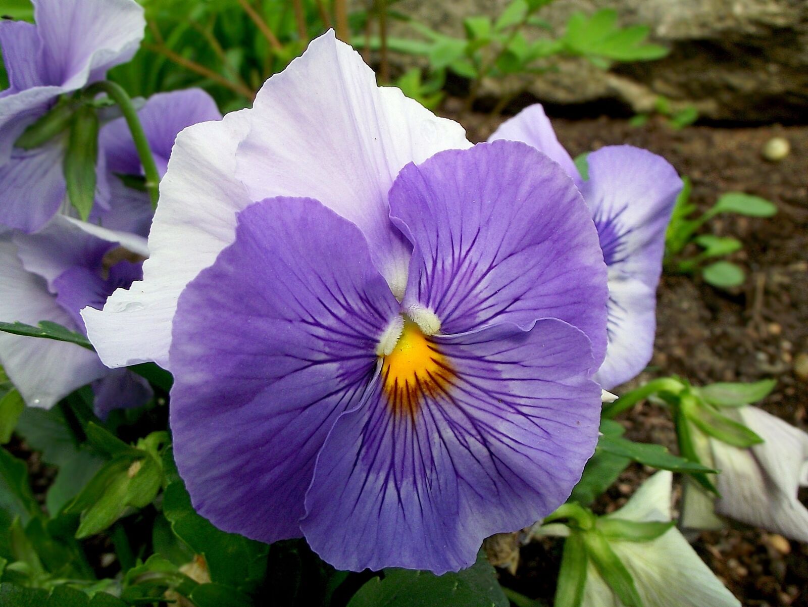 FujiFilm FinePix S1600 (FinePix S1770) sample photo. Flower, pansy, colored photography