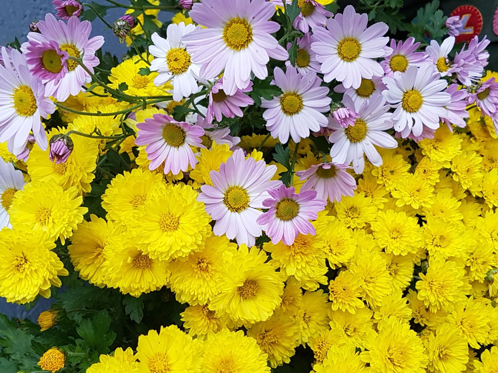 Samsung Galaxy S7 sample photo. Kogiku, yellow, fall flowers photography