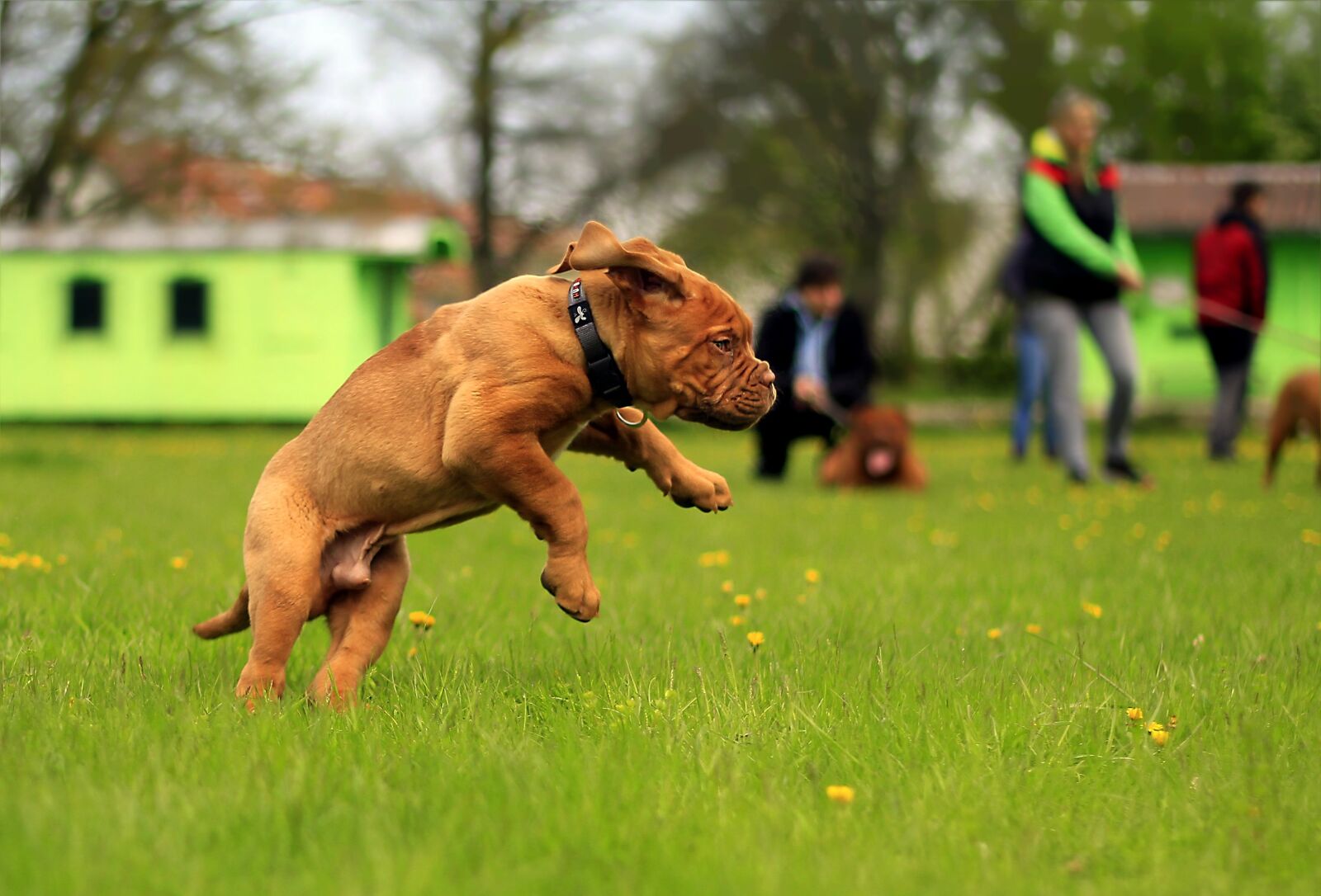 Canon EOS 600D (Rebel EOS T3i / EOS Kiss X5) + Canon EF 50mm F1.8 II sample photo. Bordeaux, dog, dogue photography