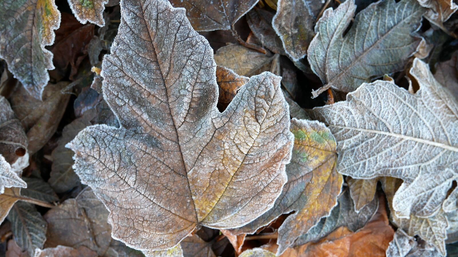 Panasonic Lumix DMC-GX85 (Lumix DMC-GX80 / Lumix DMC-GX7 Mark II) sample photo. Frost, autumn, cold photography