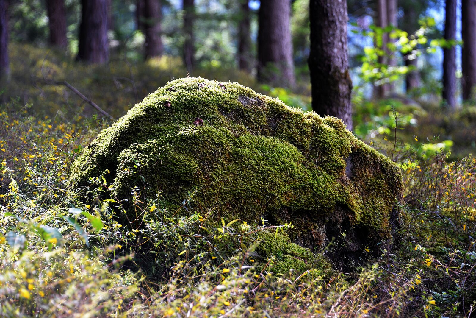Nikon D610 sample photo. Stone, bemoost, forest photography