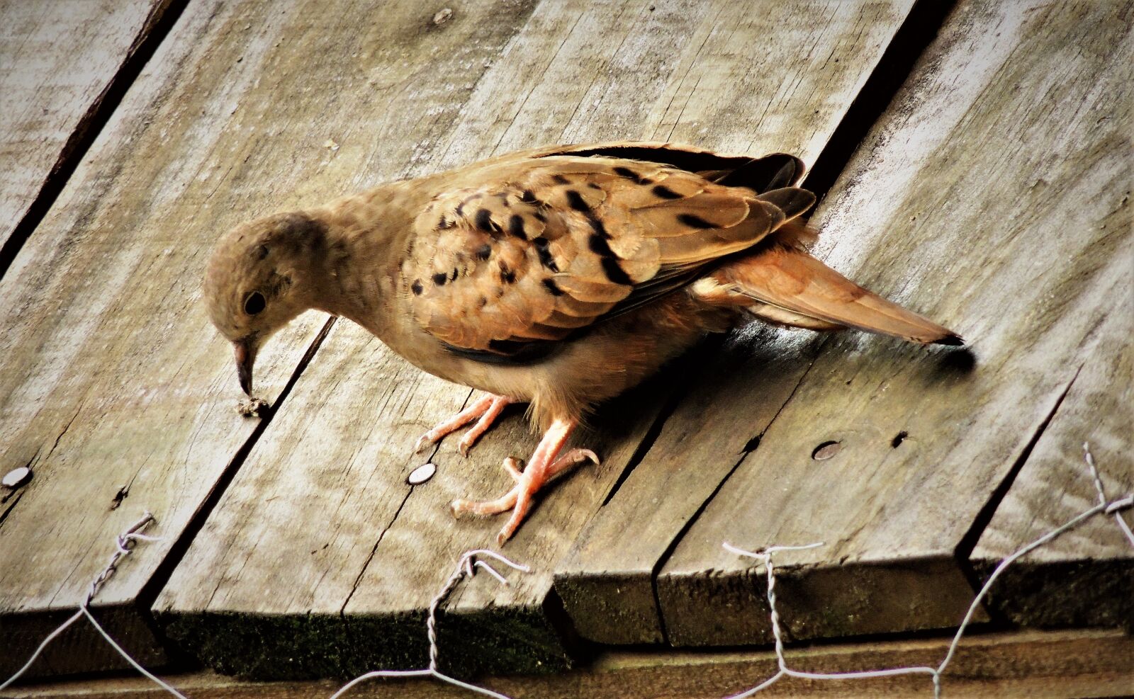 Nikon Coolpix P510 sample photo. Ruddy ground dove, weasels photography