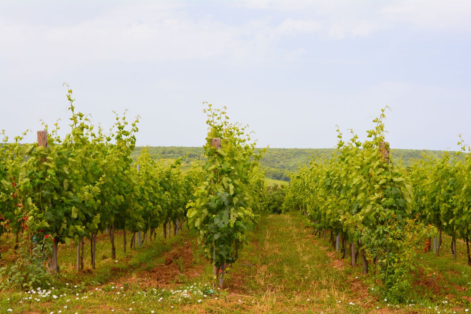 Nikon D5200 sample photo. Vineyard, landscape, wine photography