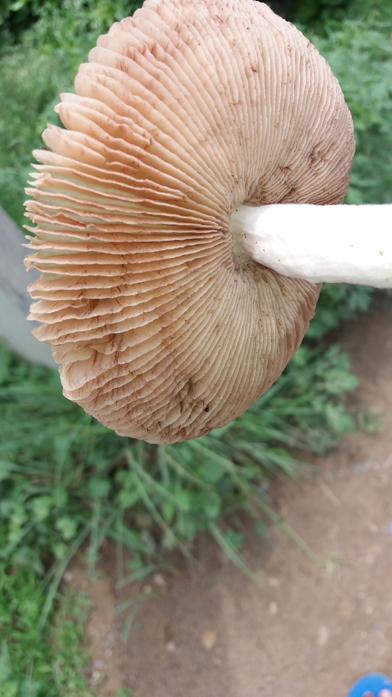 Samsung Galaxy J5 sample photo. Flowers, food, mashroom, vavitables photography