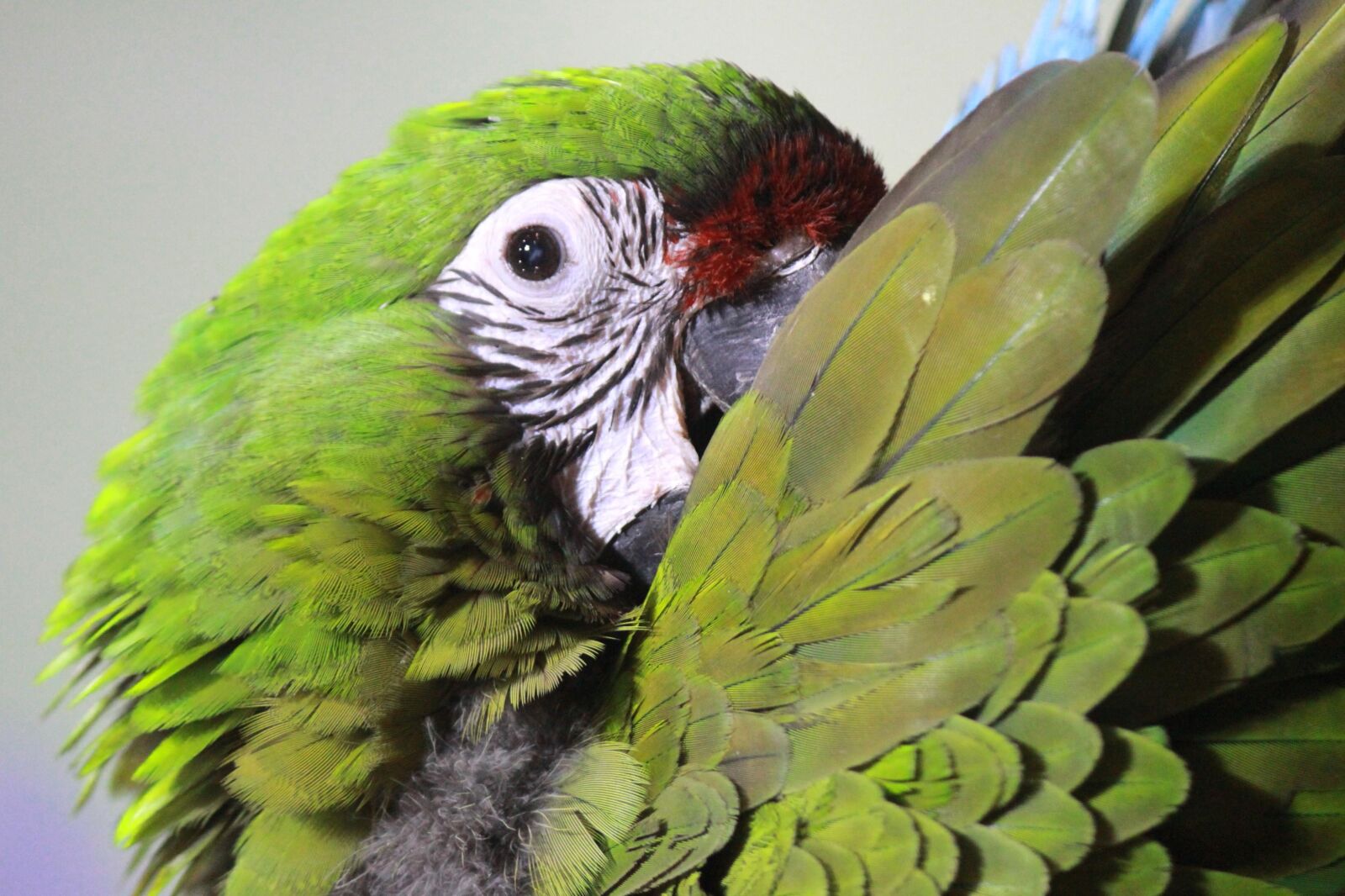 Canon EOS 600D (Rebel EOS T3i / EOS Kiss X5) sample photo. Green, parrot, macaw, bird photography