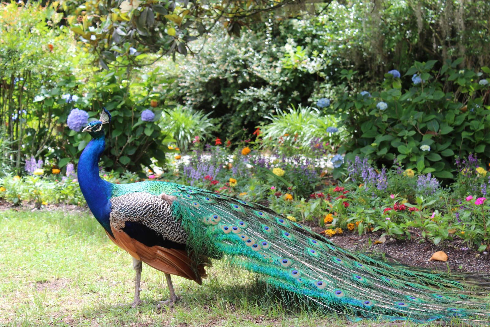 Canon EOS 1300D (EOS Rebel T6 / EOS Kiss X80) sample photo. Peacock, colorful, garden photography