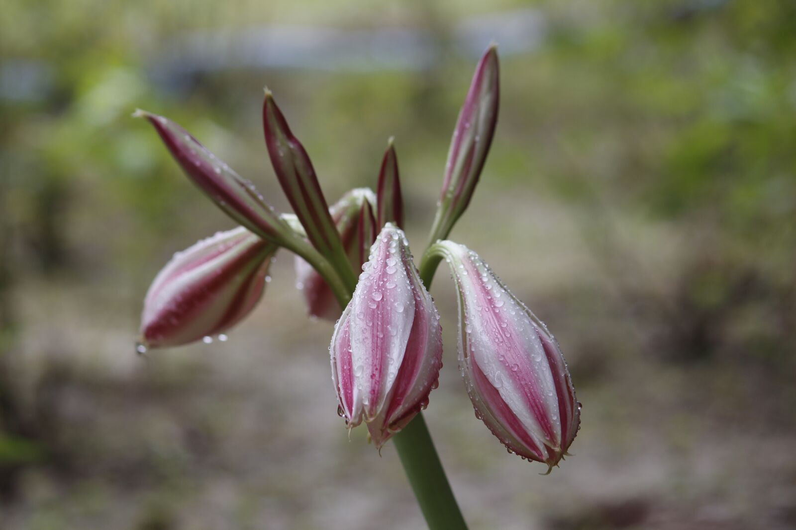 Canon EOS 700D (EOS Rebel T5i / EOS Kiss X7i) sample photo. Flower, nature, flora photography