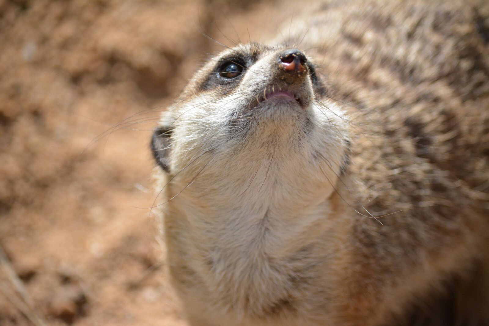 Nikon D5200 sample photo. Animal world, animal, nature photography