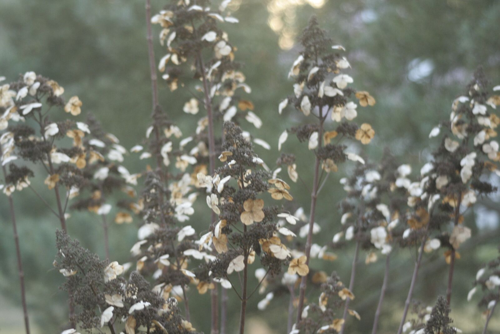 Canon EOS 350D (EOS Digital Rebel XT / EOS Kiss Digital N) sample photo. Autumn, plant, hydrangea photography
