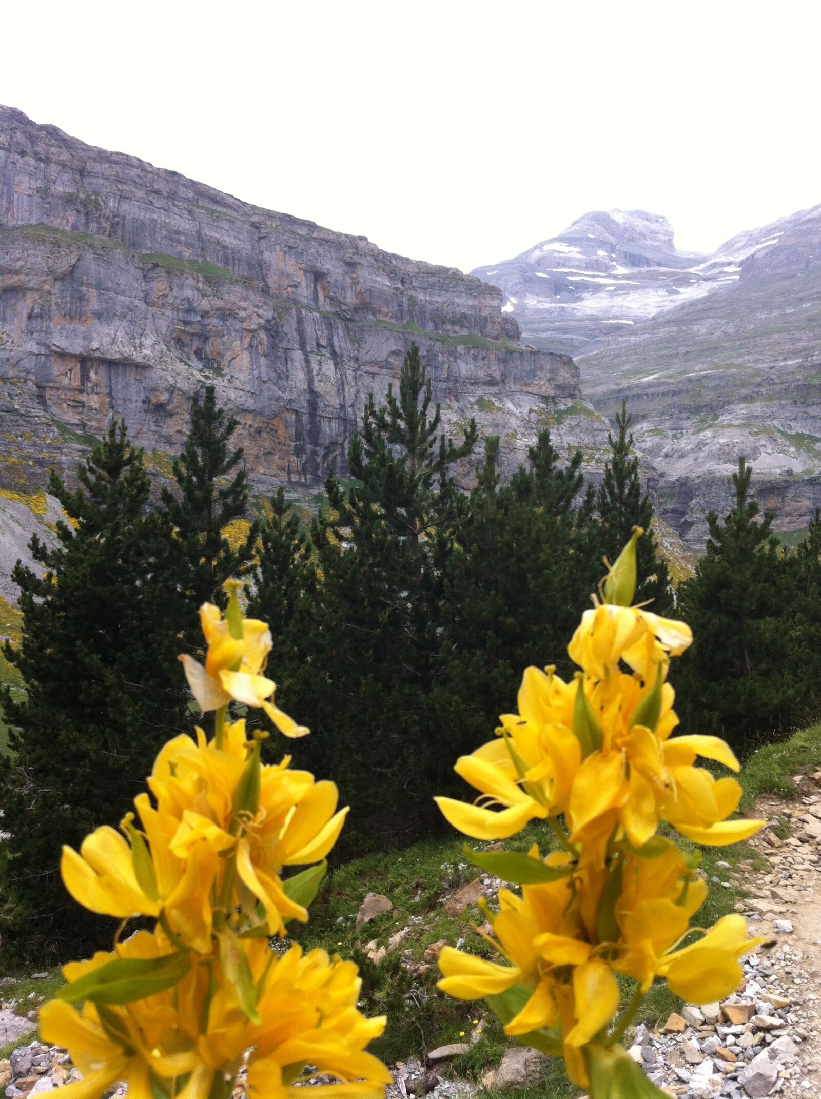 Apple iPhone 4 sample photo. Pyrenees, flowers, mountain photography