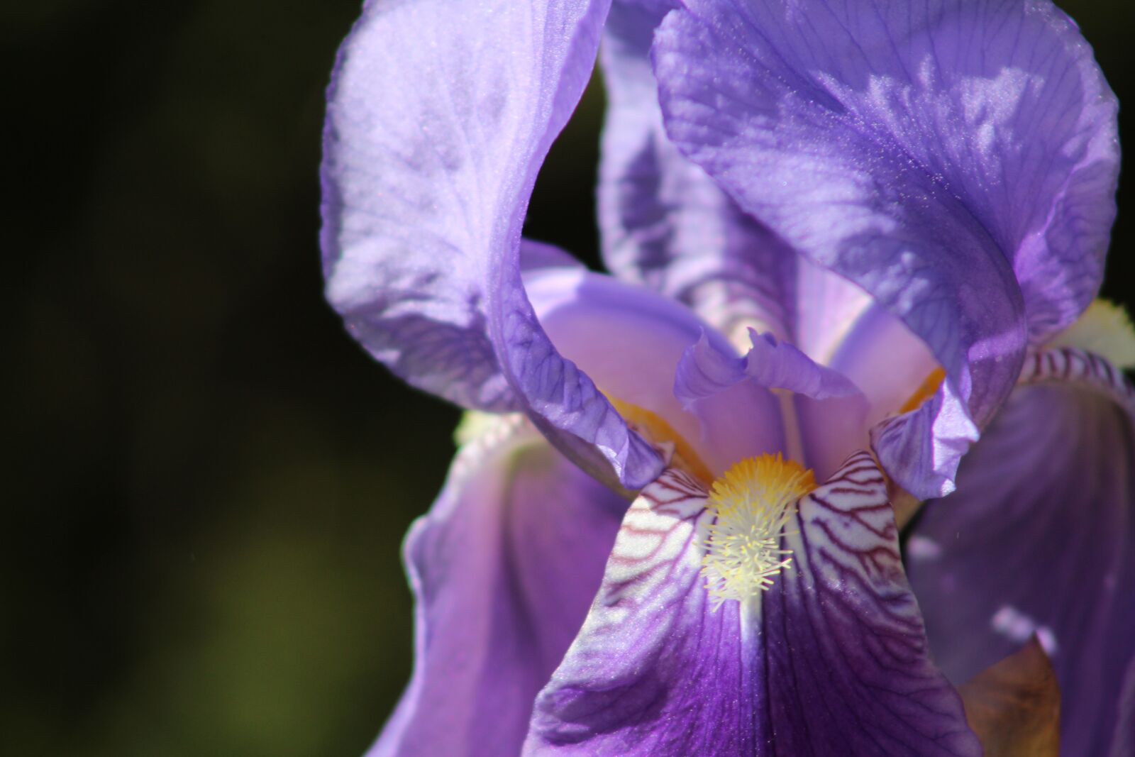 Canon EF75-300mm f/4-5.6 sample photo. Orchid, flower, purple photography