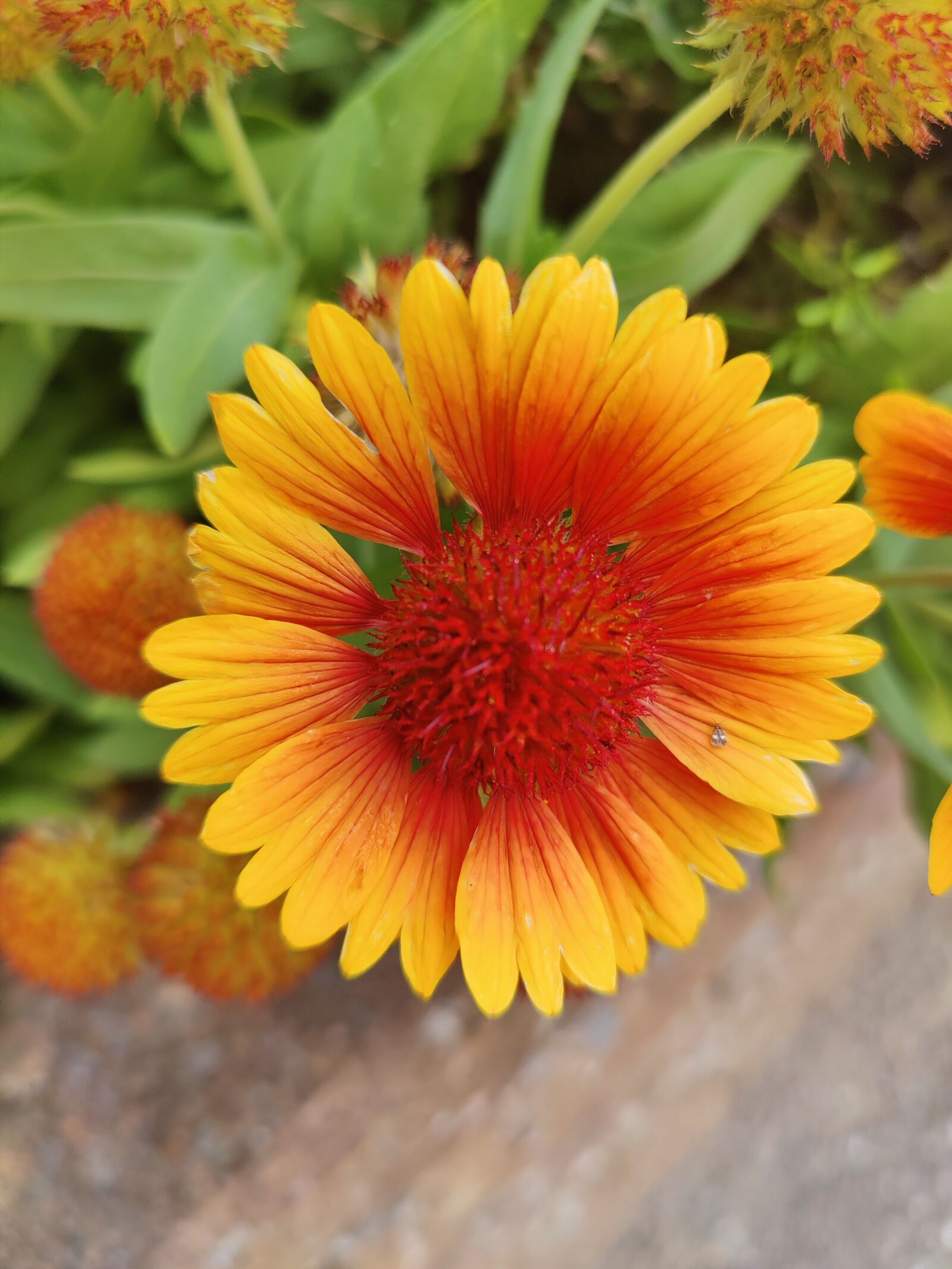 OnePlus IN2023 sample photo. Flower, yellow flower, orange photography