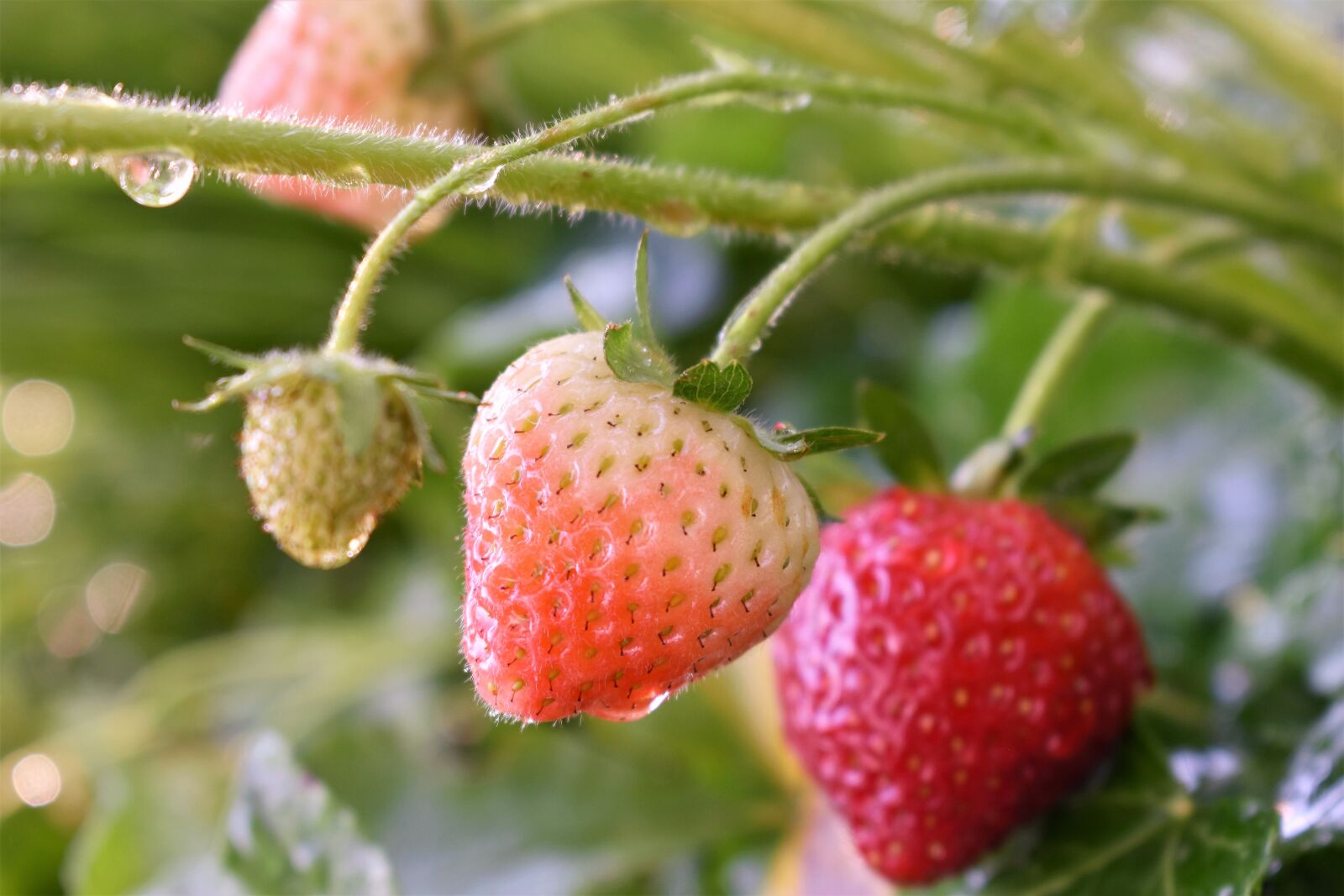 Nikon D5500 sample photo. Strawberries, nature, plant photography