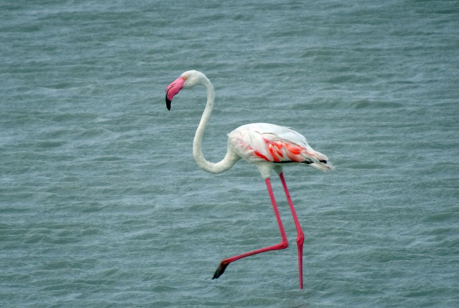 Sony Cyber-shot DSC-HX90V sample photo. Bird, greater flamingo, phoenicopterus photography