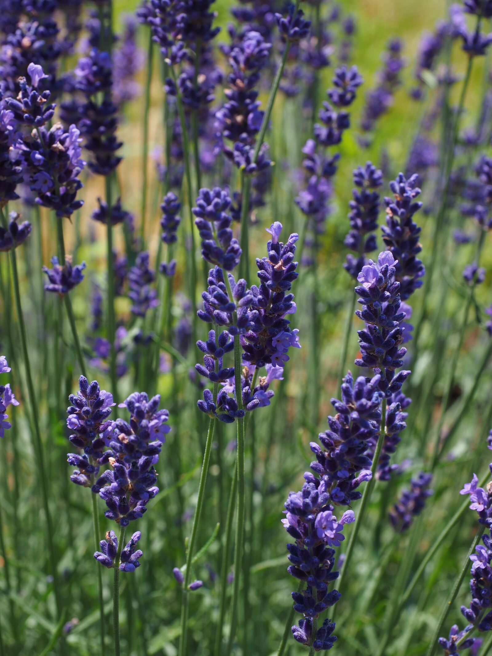 Olympus OM-D E-M1 + Olympus M.Zuiko Digital ED 12-40mm F2.8 Pro sample photo. Lavender, flowers, flower photography