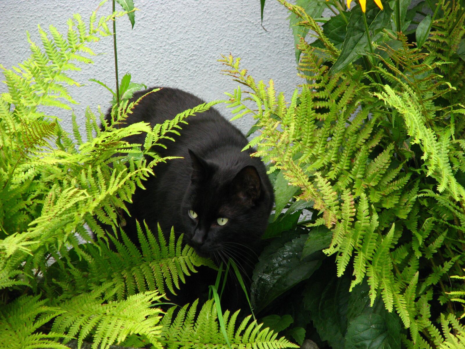 Canon POWERSHOT S5 IS sample photo. Black cat, precious cat photography