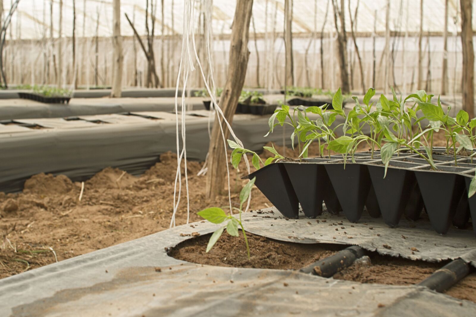 Canon EOS 7D sample photo. Agriculture, bio, farm photography