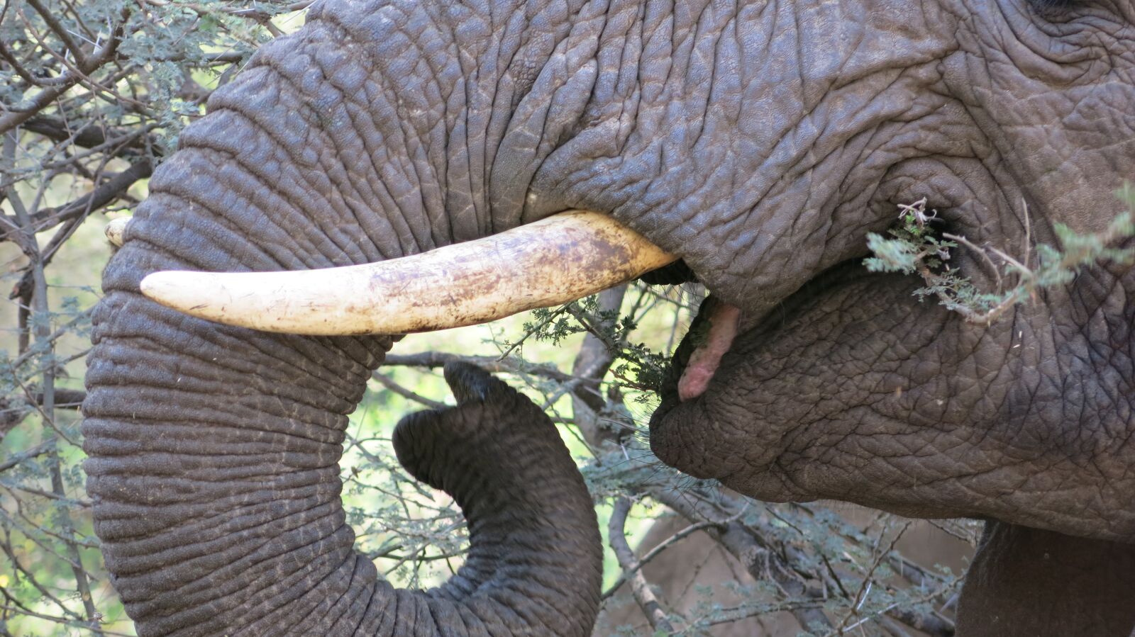 Canon PowerShot G15 sample photo. Elephant, eat, africa photography