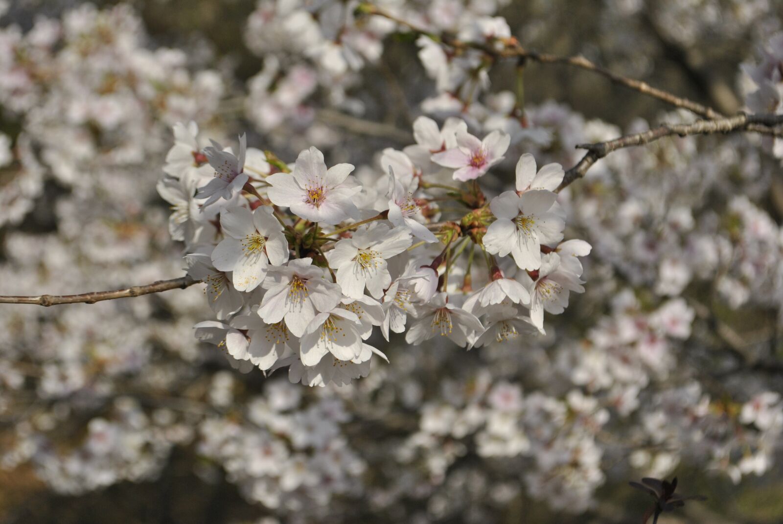 Nikon D3000 sample photo. Cherry blossom, pink, sky photography