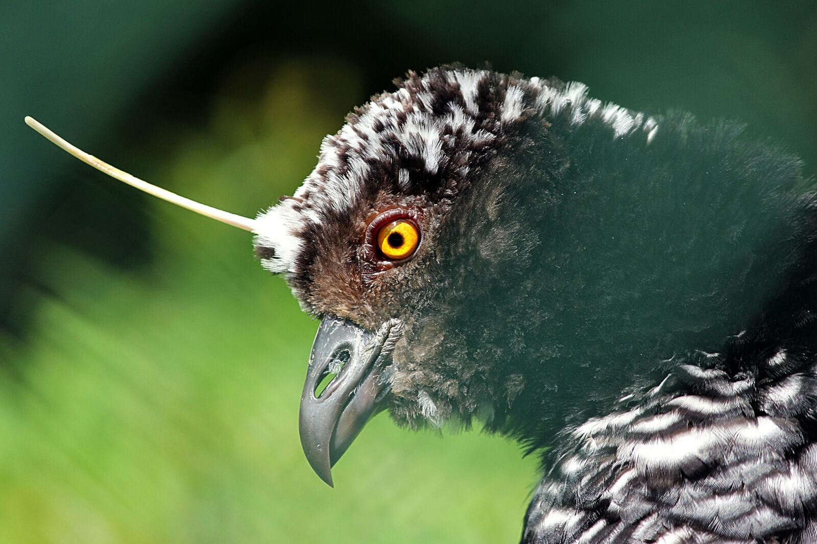 Canon EOS 60D sample photo. Bird, ave, amazon photography