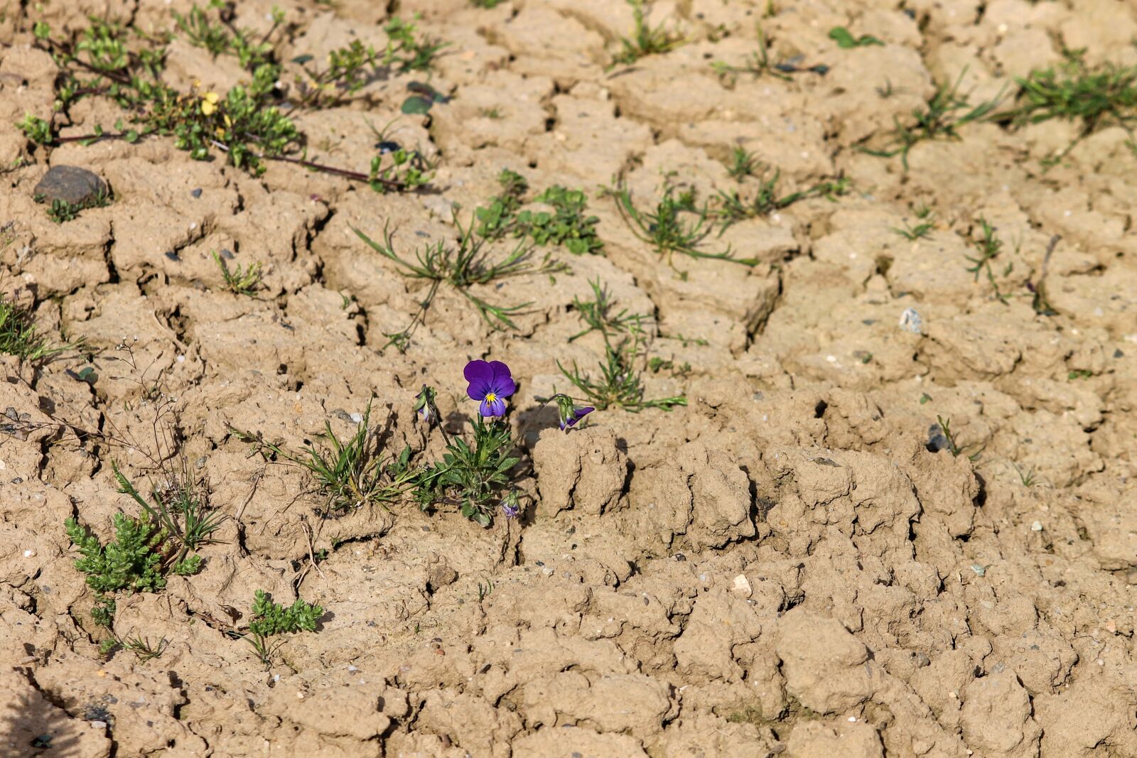 Canon EOS 1100D (EOS Rebel T3 / EOS Kiss X50) sample photo. 400–500, arable, earth photography