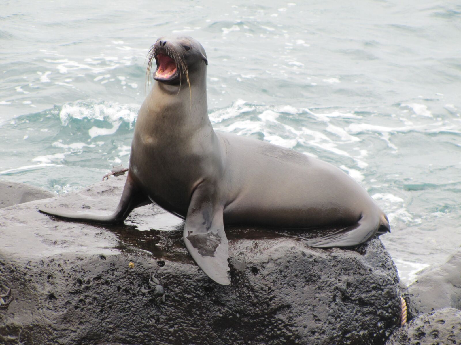 Canon PowerShot SX20 IS sample photo. Sea lion, galapagos, galapagos photography