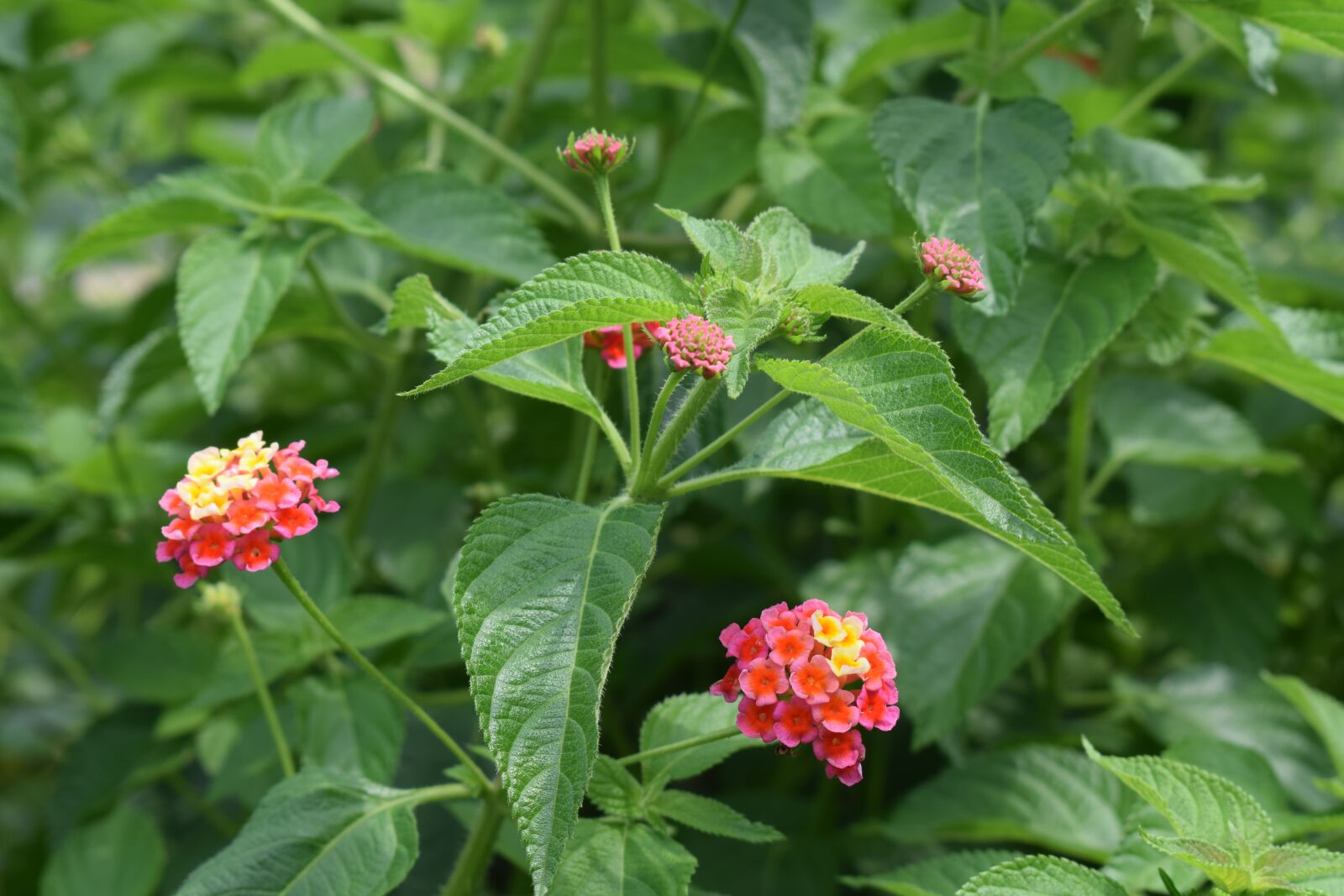 Nikon D3300 sample photo. Wild flowers, nature, wild photography
