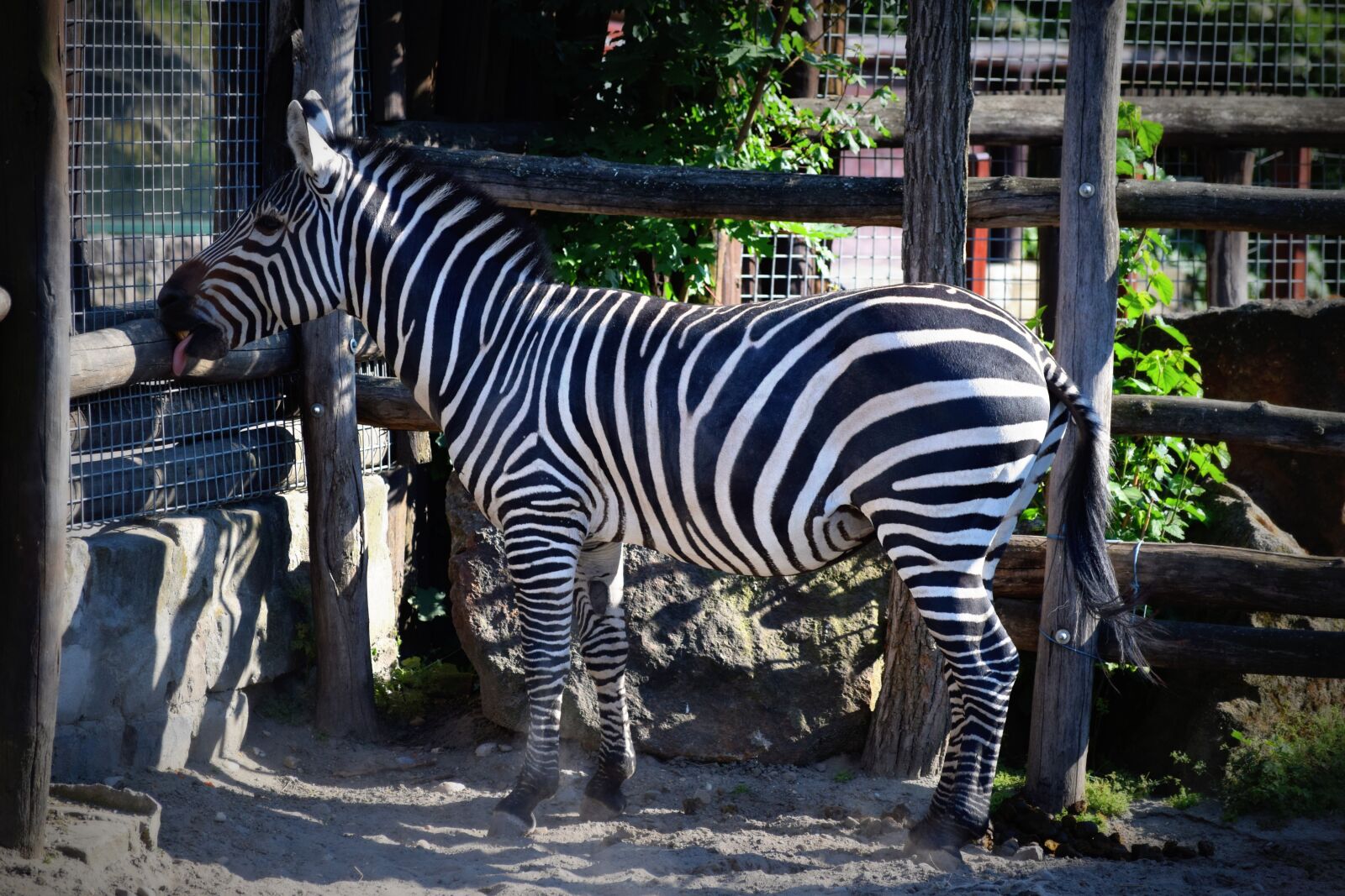 Nikon D3300 sample photo. Zebra, striped, zoo photography
