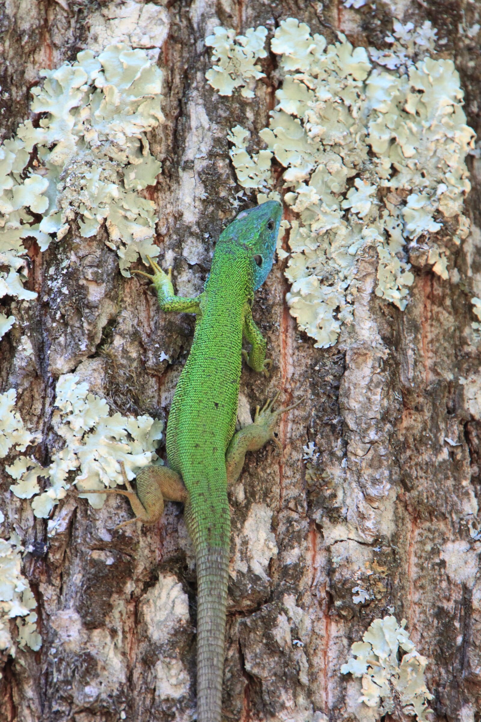 Canon EOS 500D (EOS Rebel T1i / EOS Kiss X3) sample photo. Climbing, forest, green photography