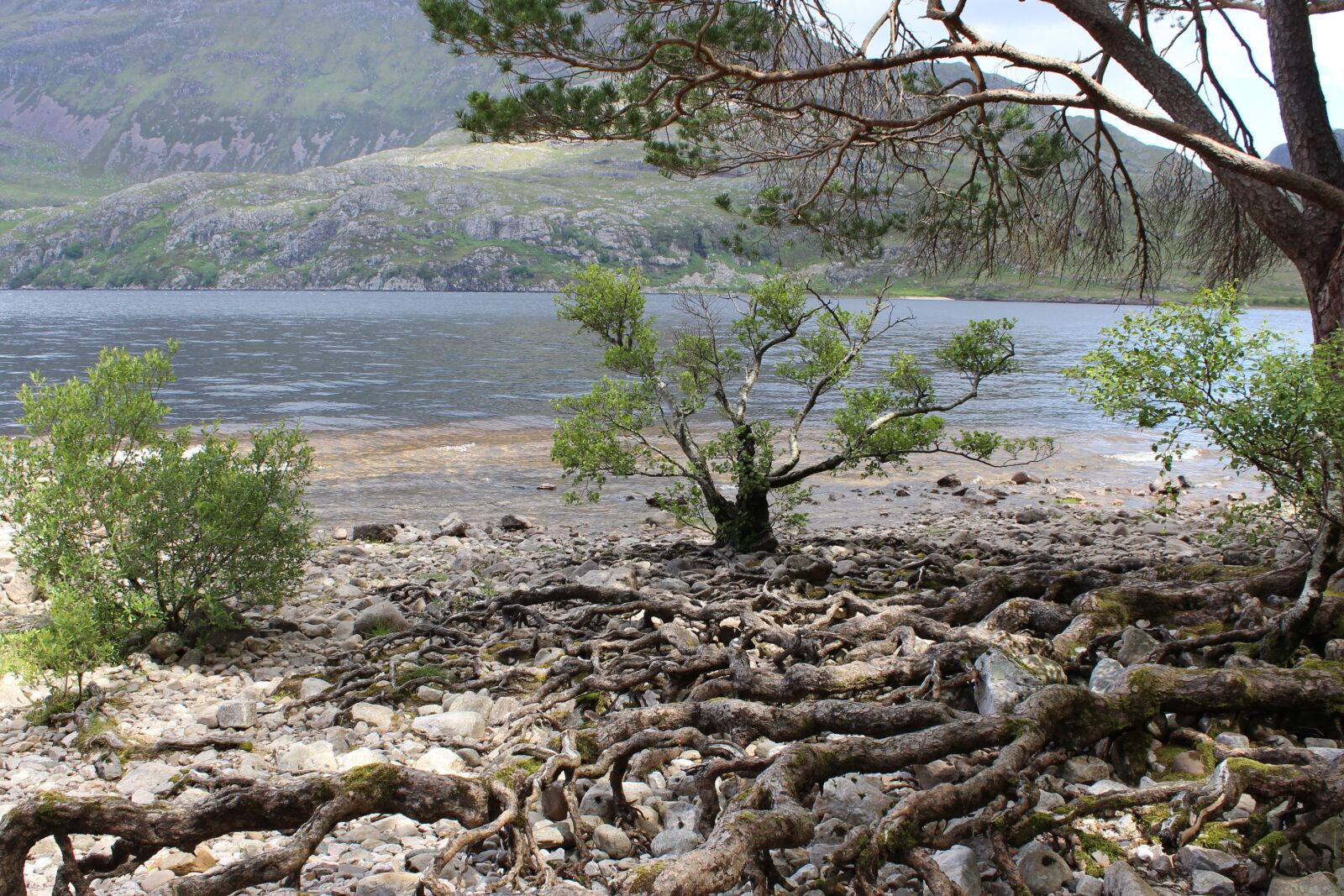 Canon EOS 1200D (EOS Rebel T5 / EOS Kiss X70 / EOS Hi) sample photo. Loch ness, tree, root photography