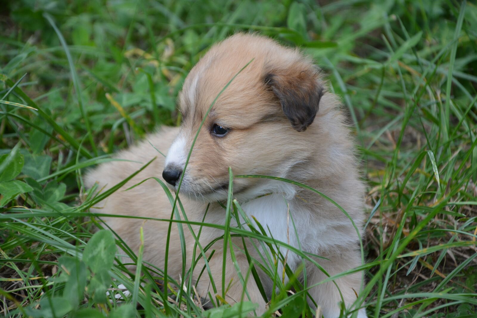 Nikon D5200 sample photo. Puppy, pup, puppies colour photography